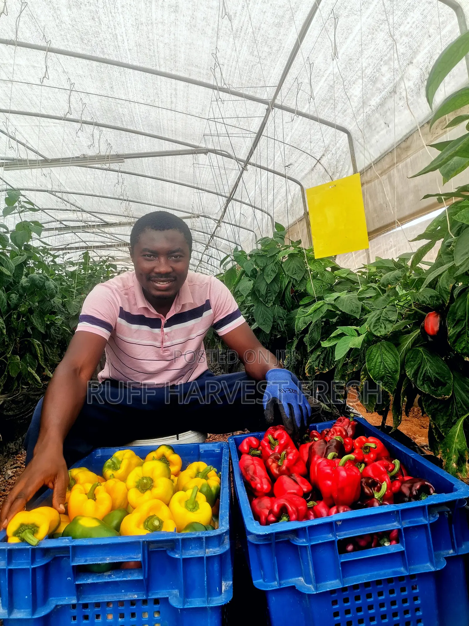 Farm Consultancy (Greenhouse and Open Field)