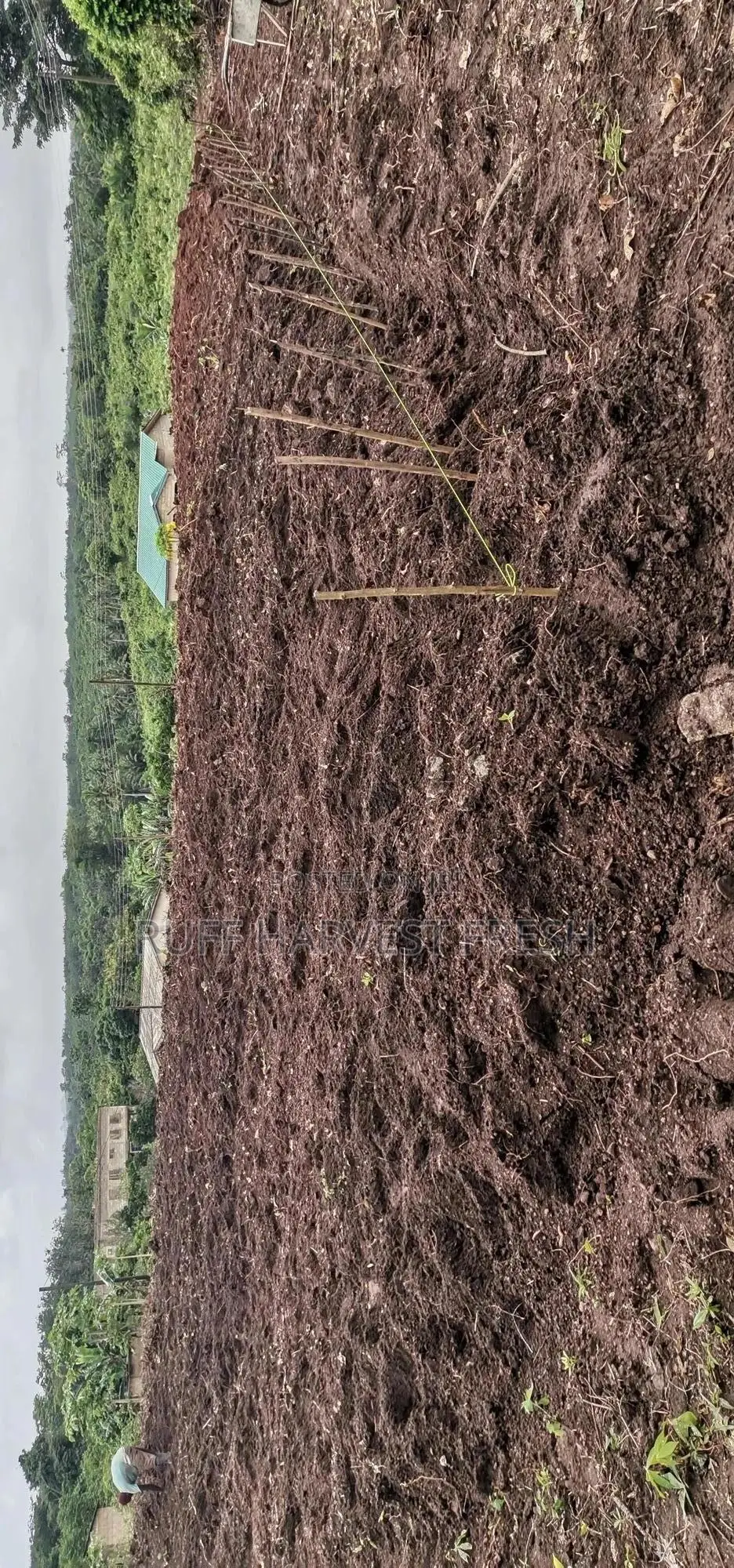 Farm Consultancy (Greenhouse and Open Field)