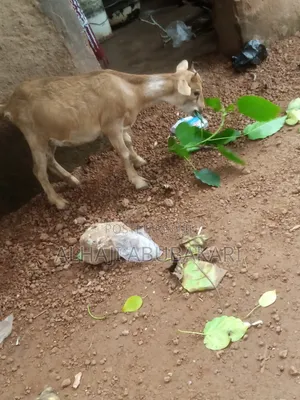 Local Goat for Sale