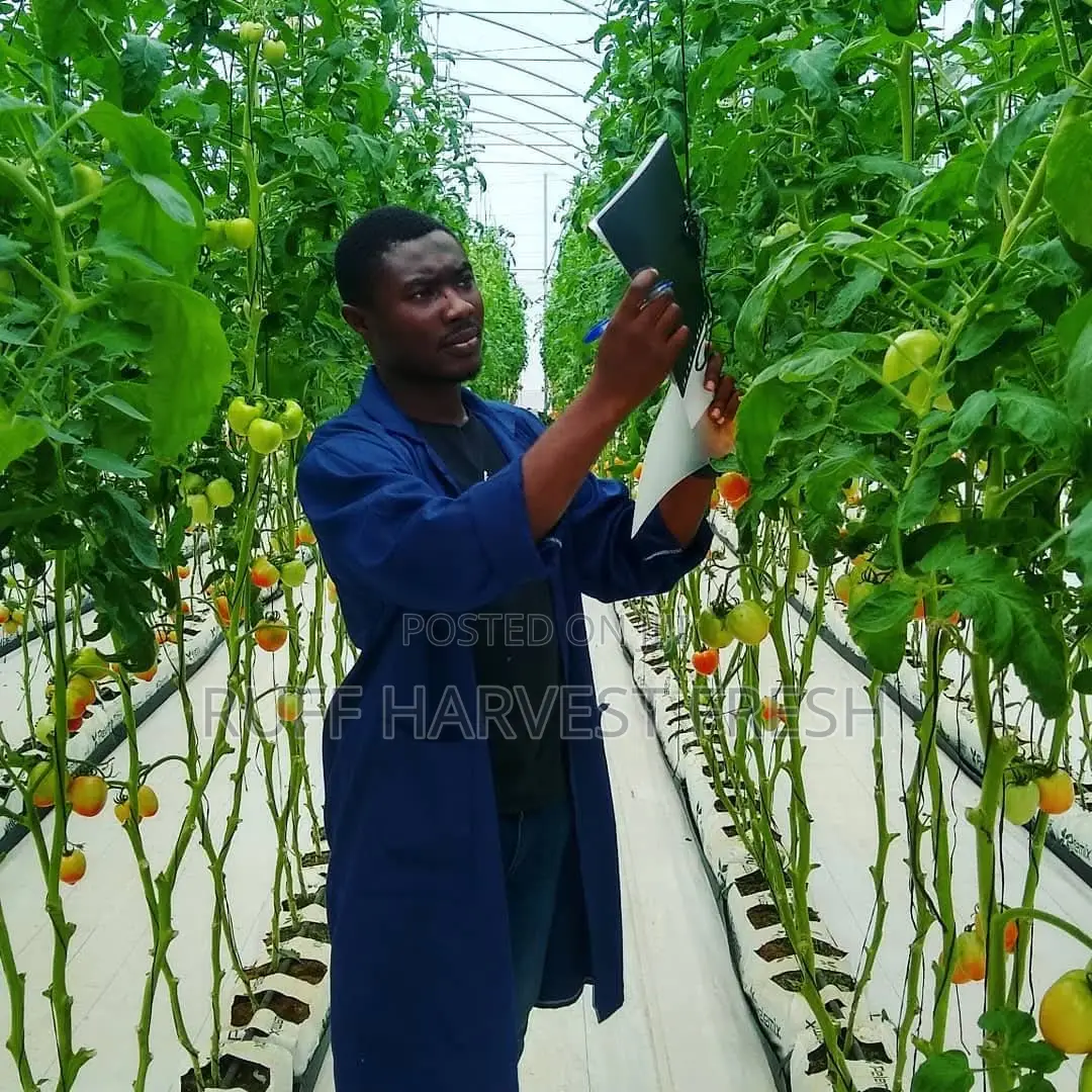 Farm Consultancy (Greenhouse and Open Field)