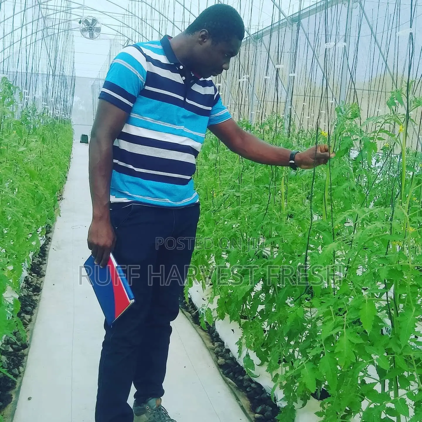Farm Consultancy (Greenhouse and Open Field)