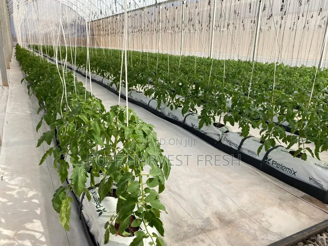 Farm Consultancy (Greenhouse and Open Field)