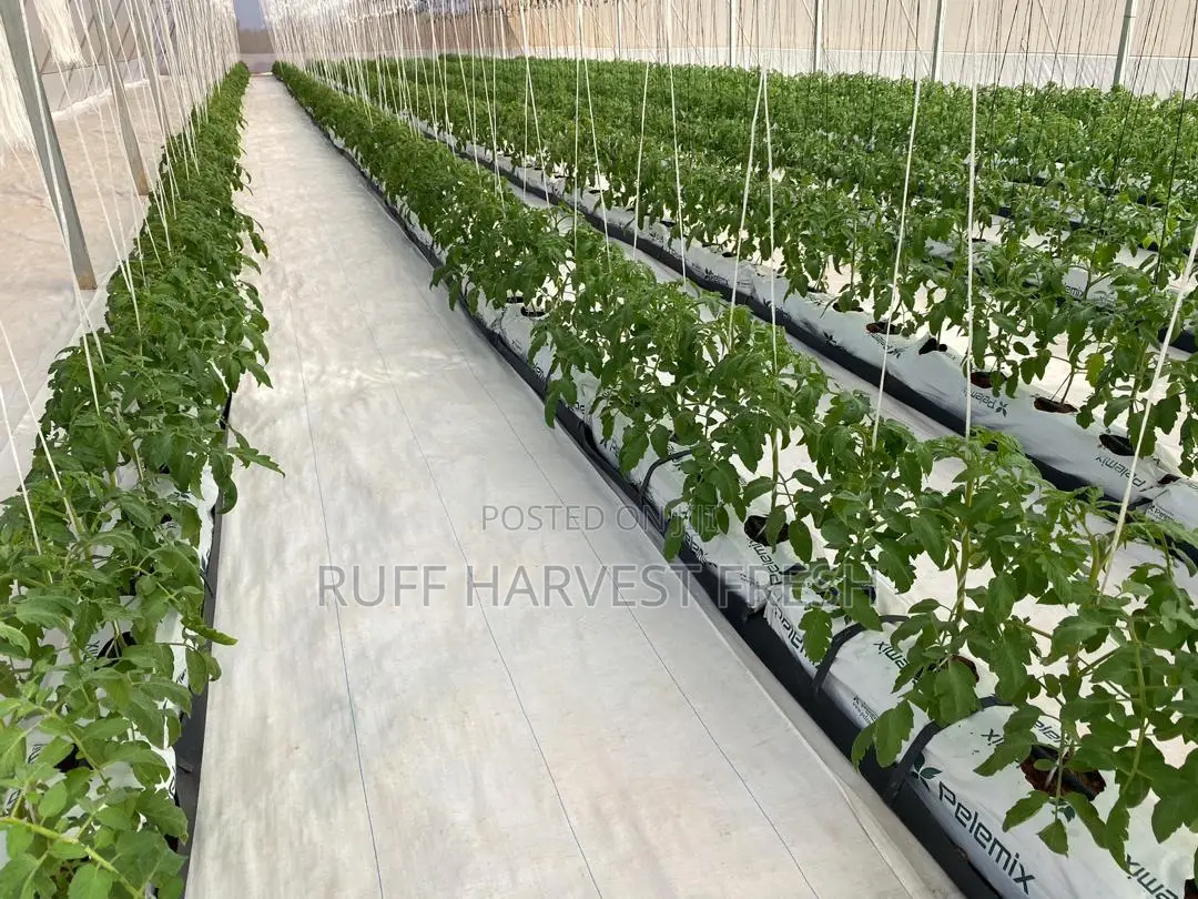 Farm Consultancy (Greenhouse and Open Field)