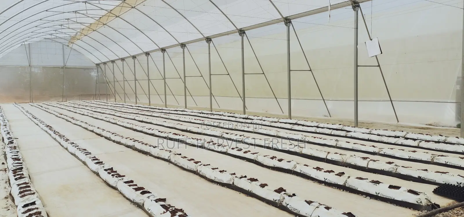 Farm Consultancy (Greenhouse and Open Field)