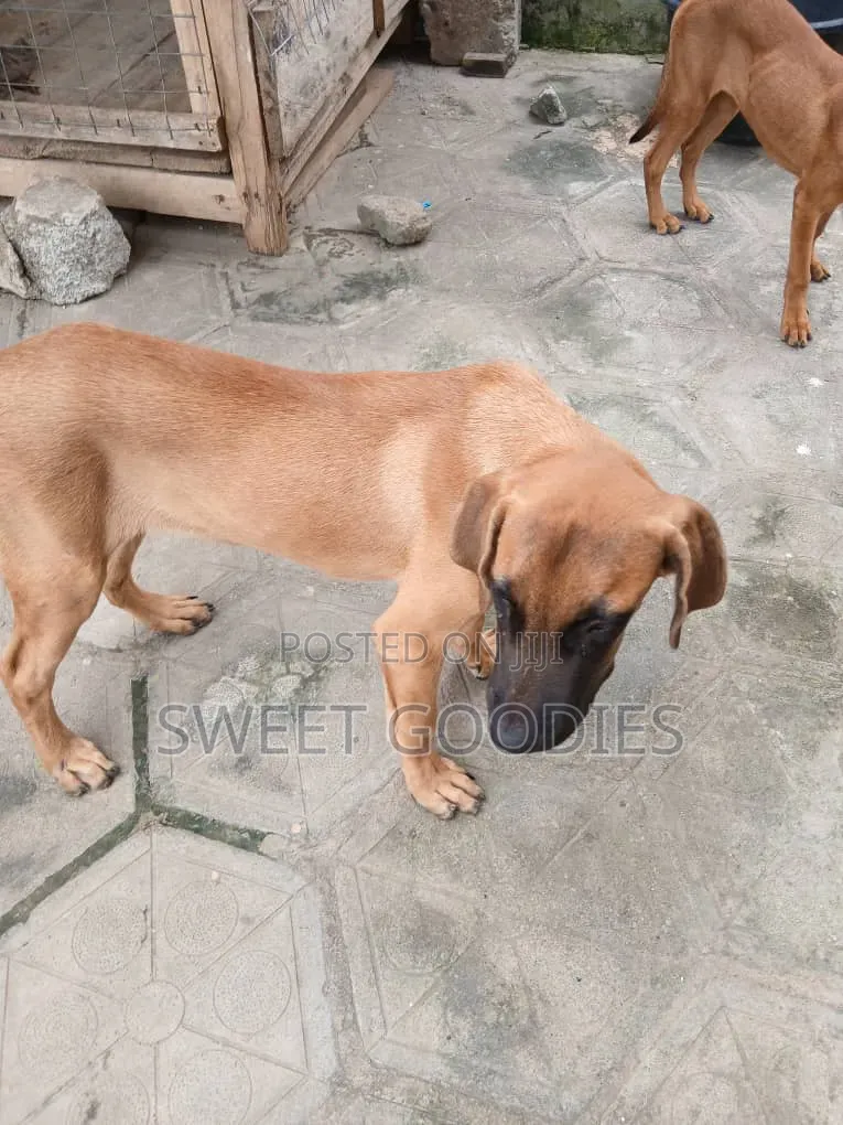 3-6 months Male Purebred Boerboel