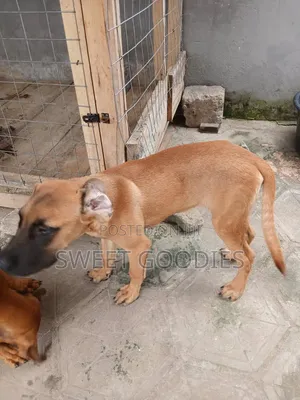 3-6 months Male Purebred Boerboel