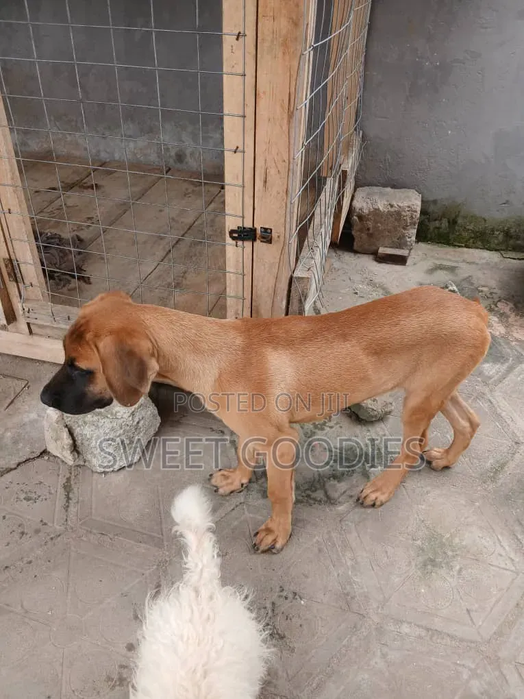 3-6 months Male Purebred Boerboel