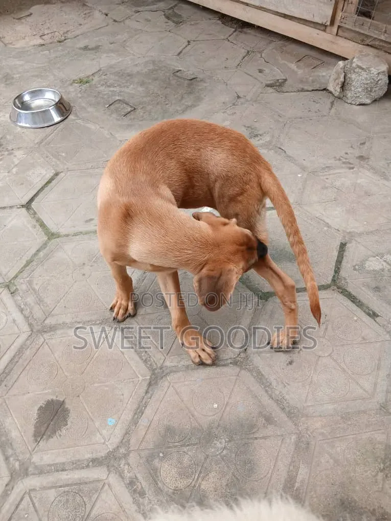 3-6 months Male Purebred Boerboel