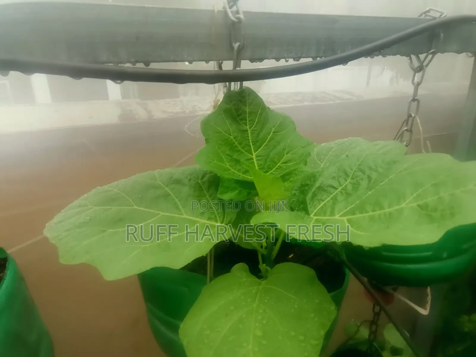 Home Gardening