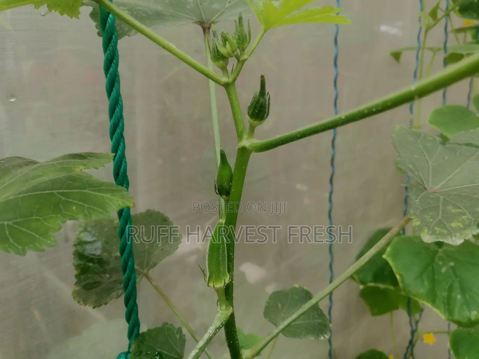 Home Gardening