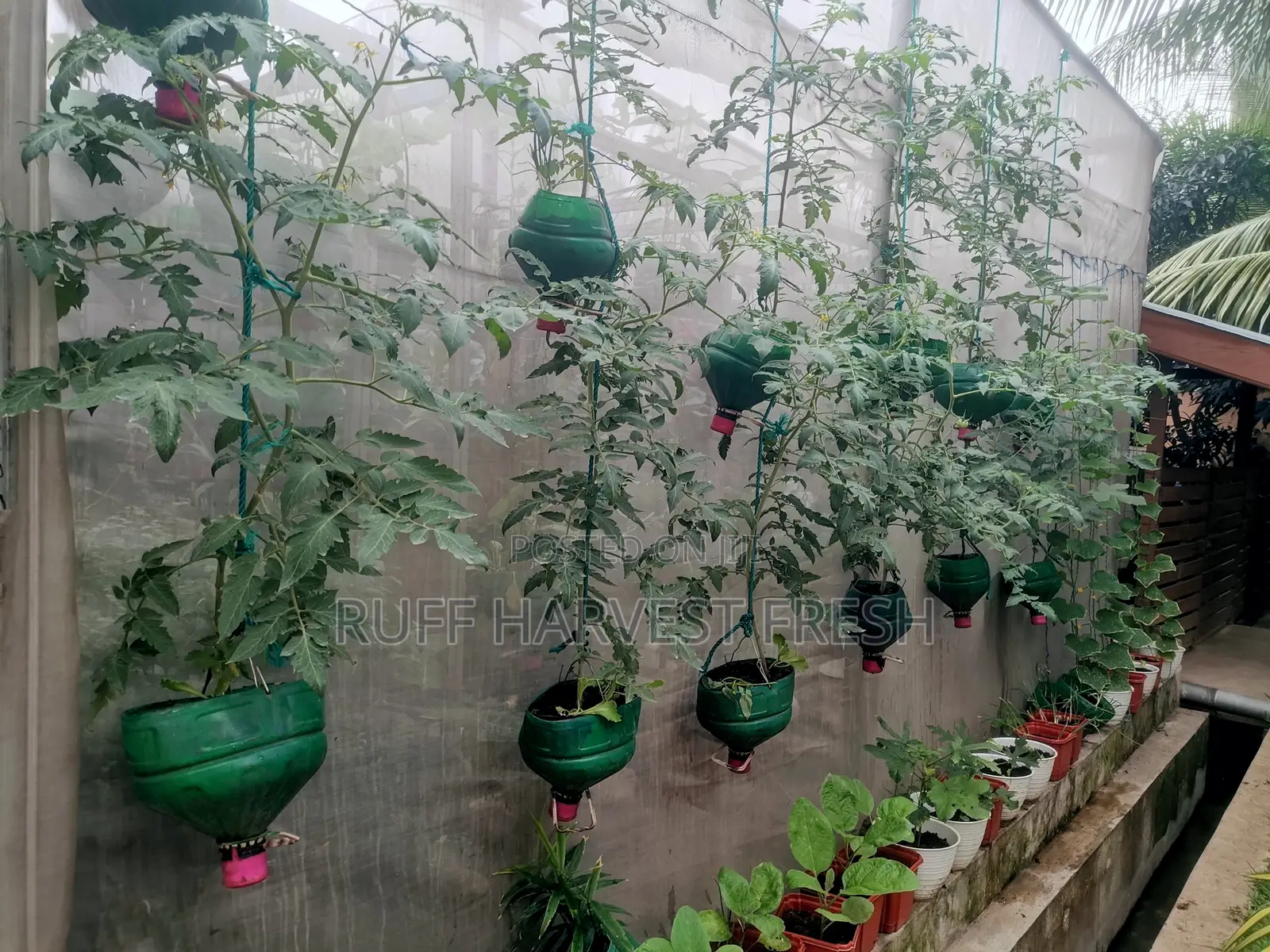 Home Gardening