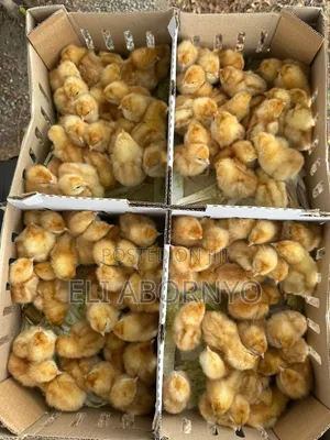 Healthy and High Quality Day Old Saso Birds Available for Sale.