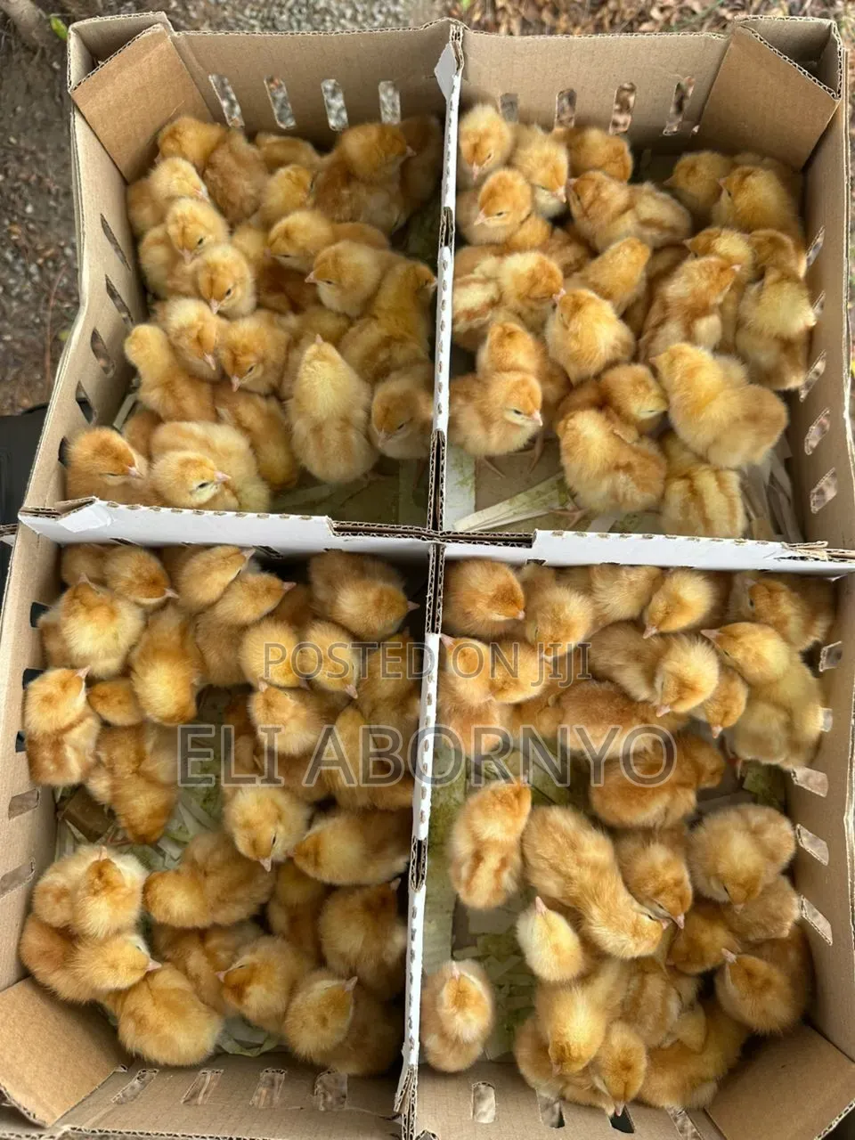 Healthy and High Quality Day Old Saso Birds Available for Sale.