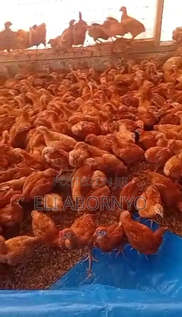 Healthy Month Old Saso Birds Available