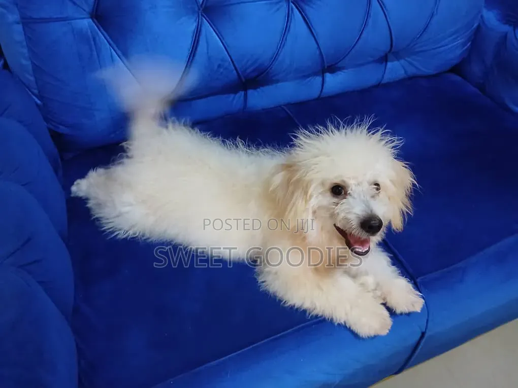 3-6 months Male Purebred Poodle
