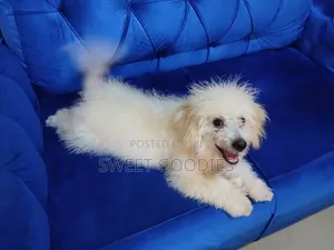 3-6 months Male Purebred Poodle