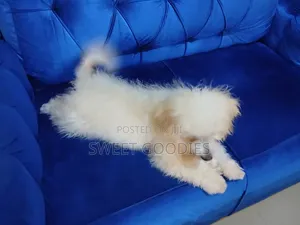 3-6 months Male Purebred Poodle