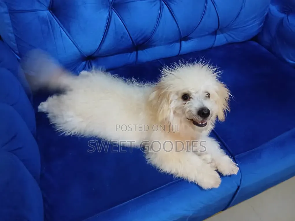 3-6 months Male Purebred Poodle