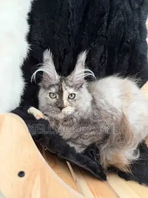3-6 months Male Purebred Maine Coon