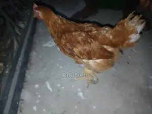 Andfarmslyf