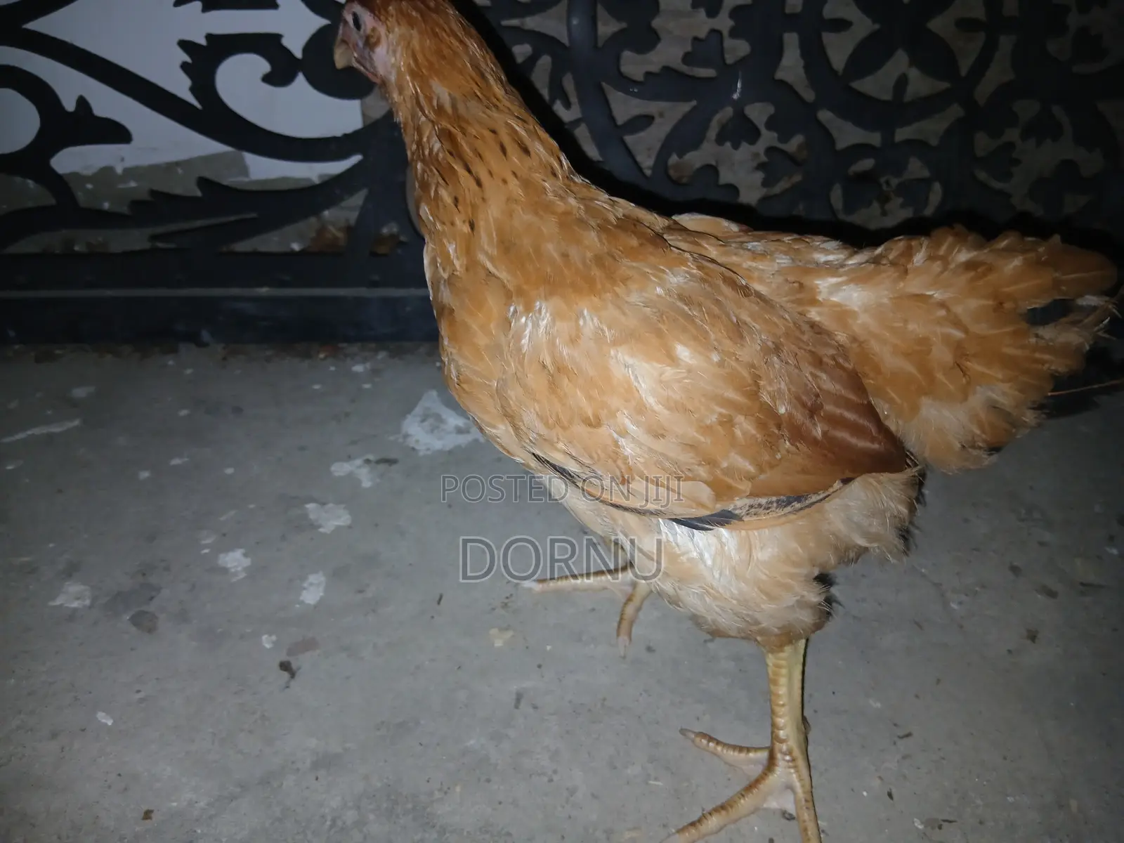Andfarmslyf