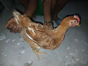 Andfarmslyf