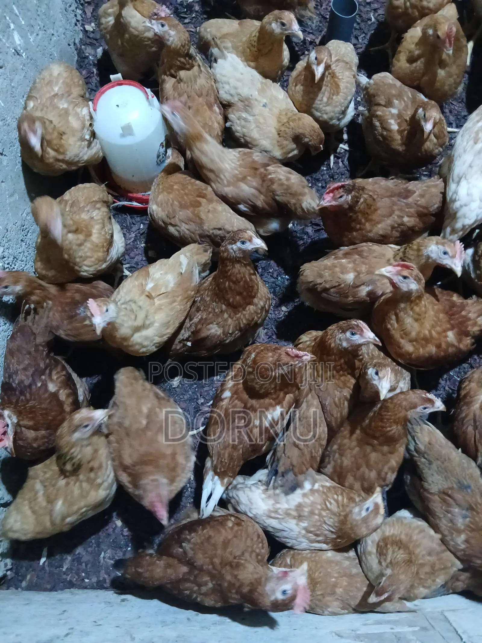 Andfarmslyf