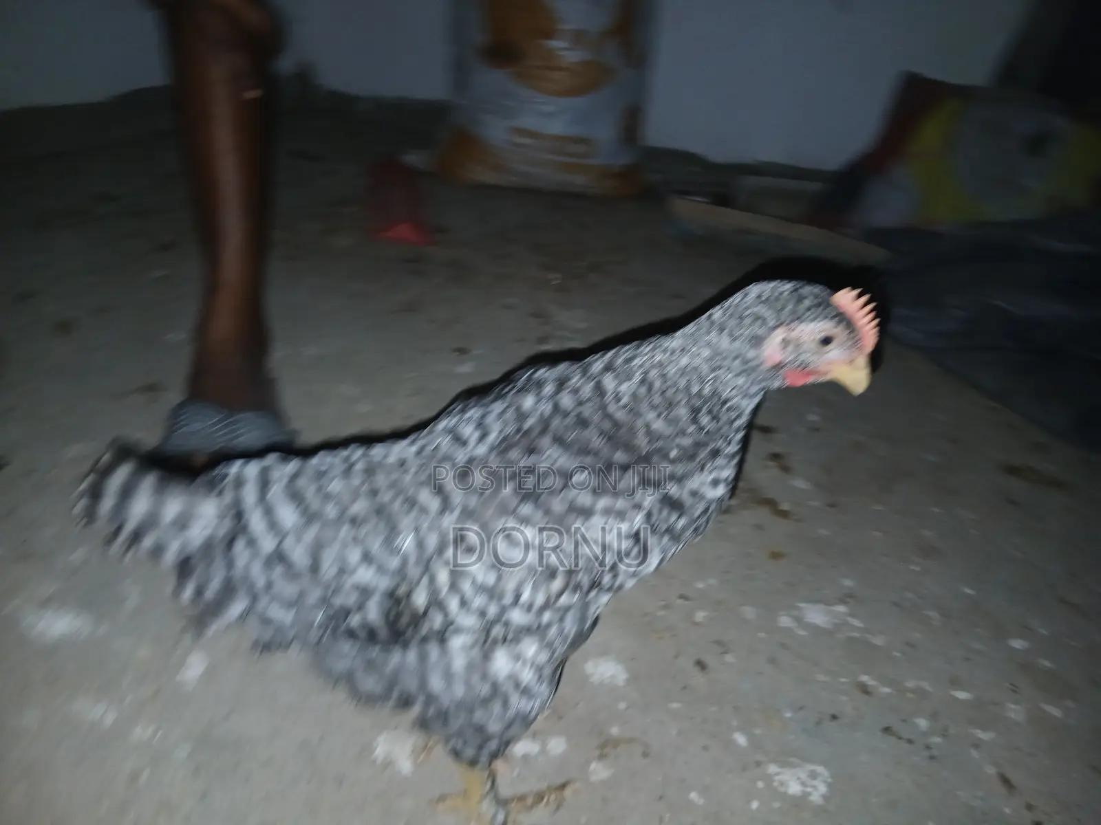 Andfarmslyf