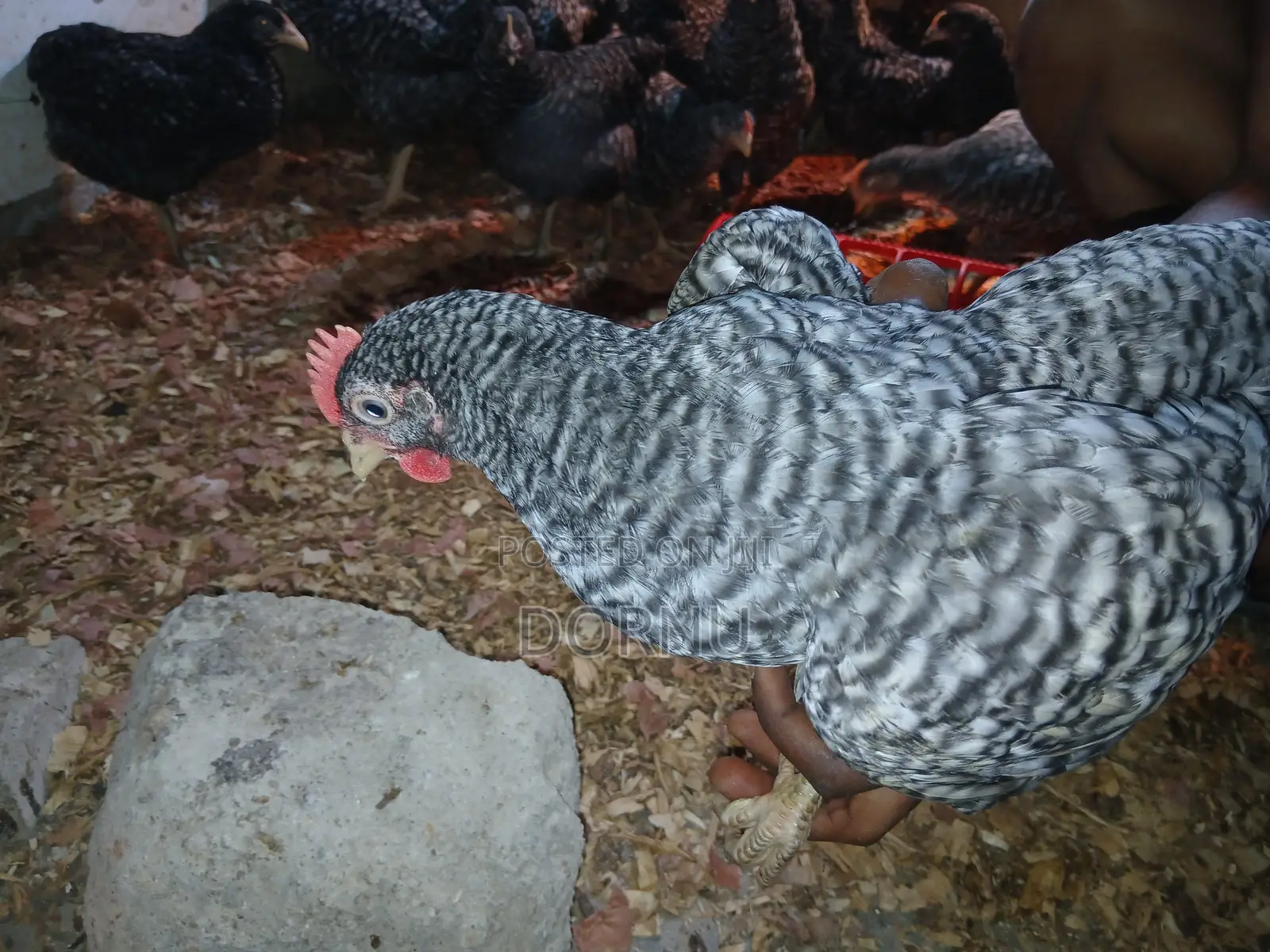 Andfarmslyf