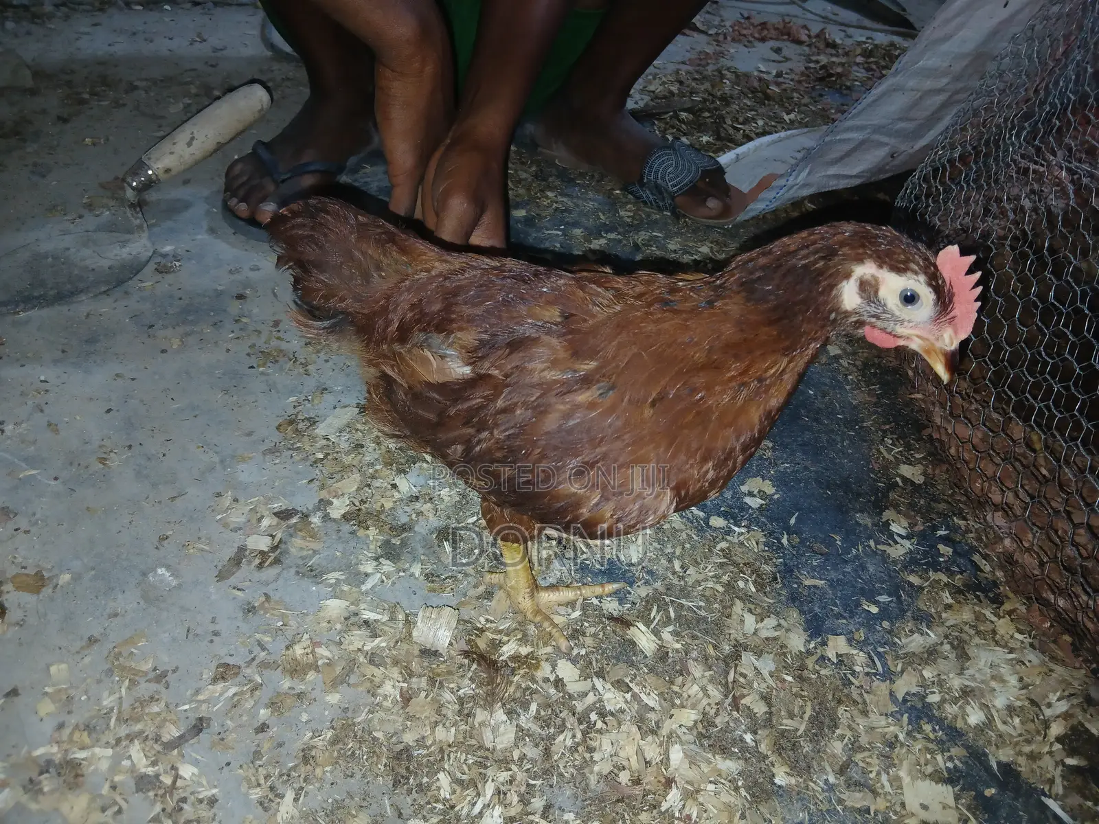 Andfarmslyf