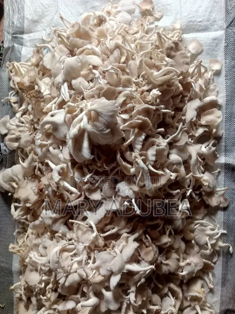 Oyster Mushroom