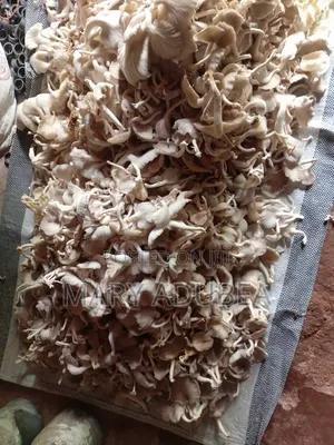 Oyster Mushroom