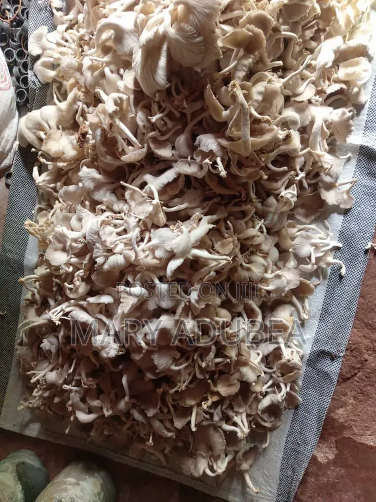Oyster Mushroom