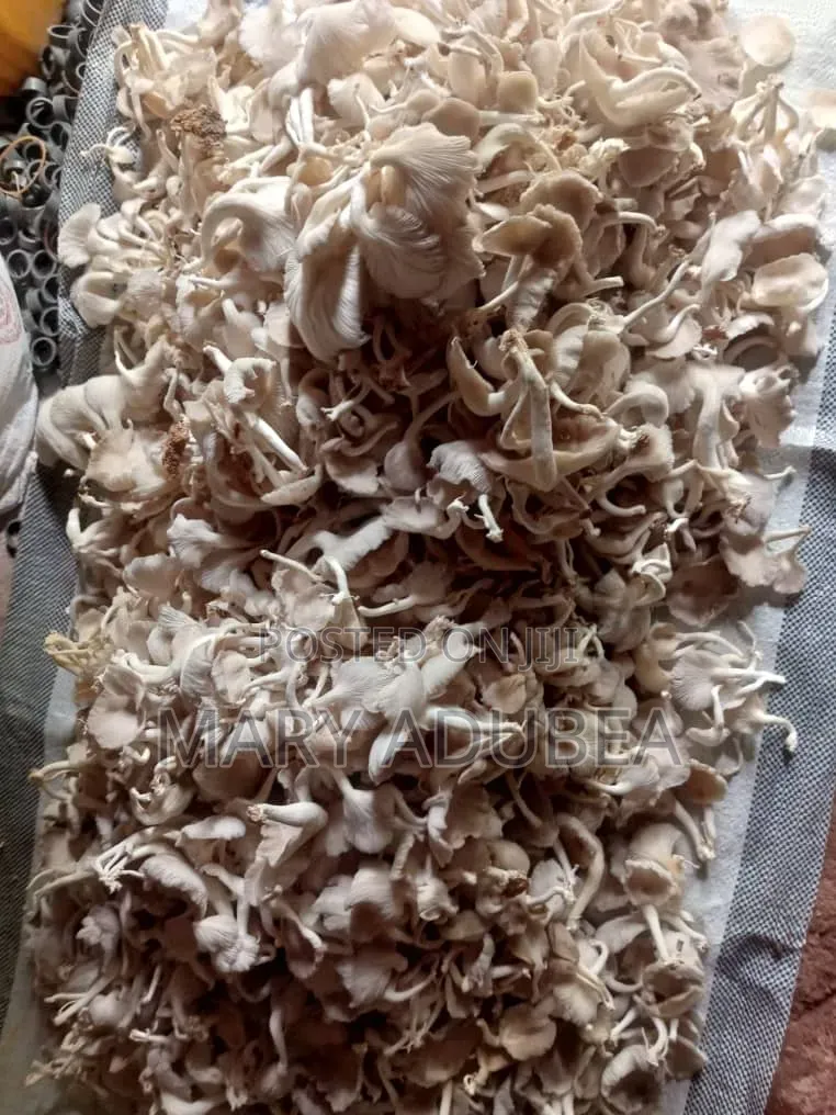 Oyster Mushroom