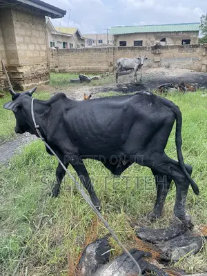 Normal Cow Going for Cool Price