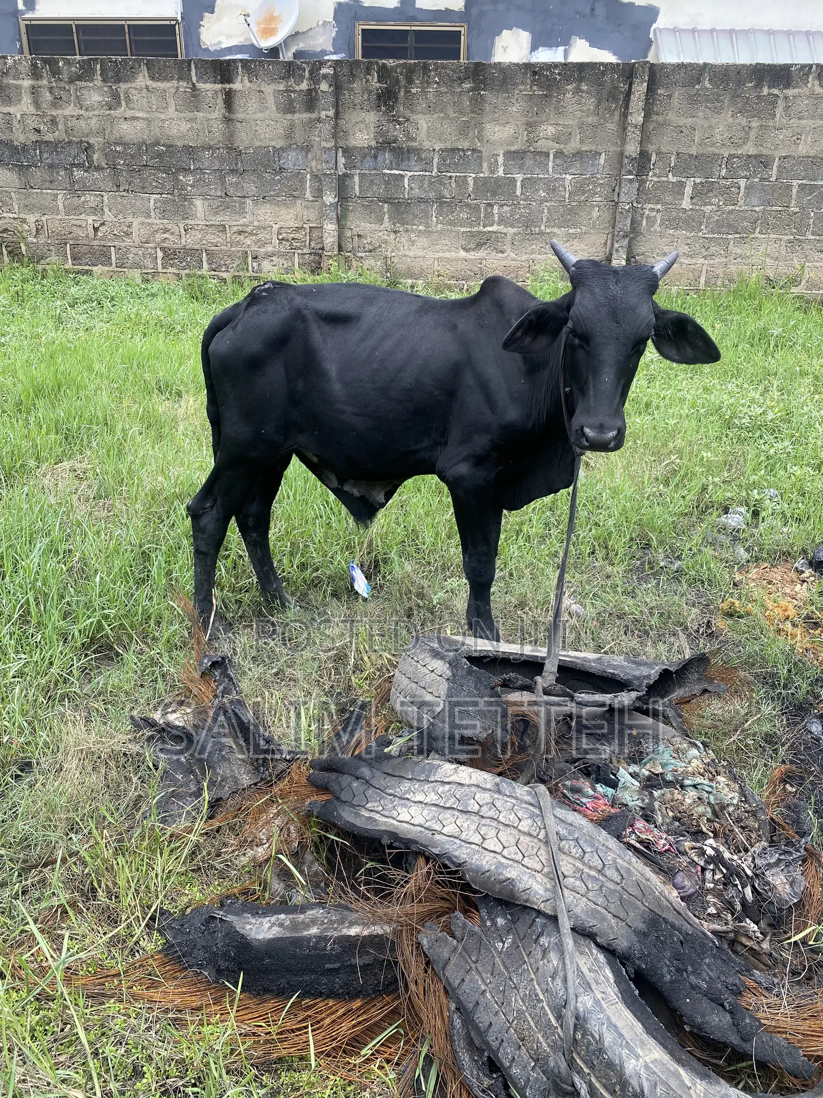 Normal Cow Going for Cool Price