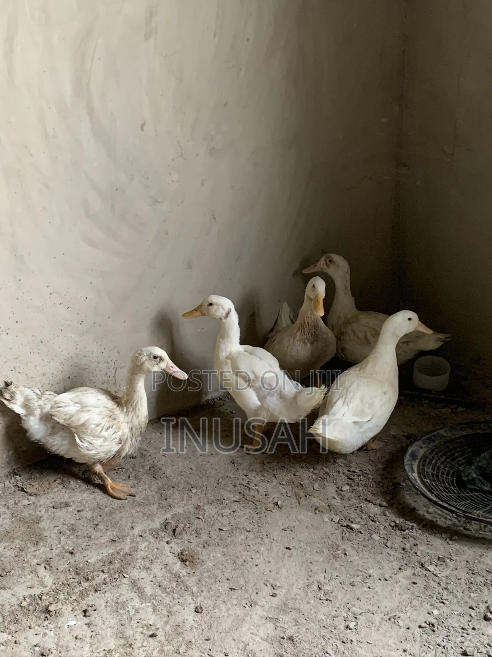Muscovy Ducks Both Male and Female