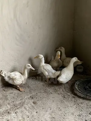 Muscovy Ducks Both Male and Female