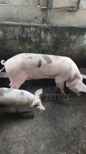 Farm Animals
