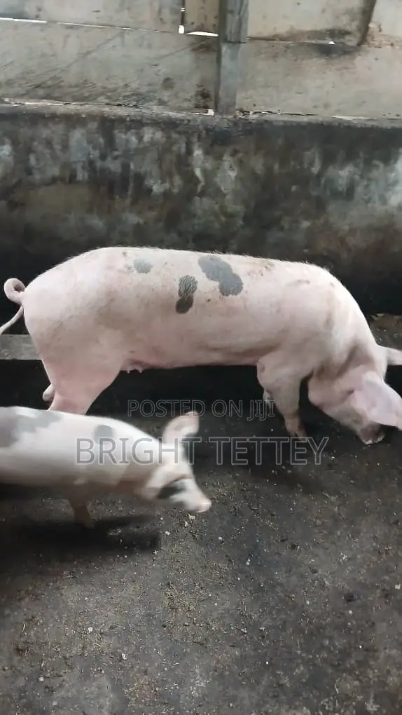 Farm Animals