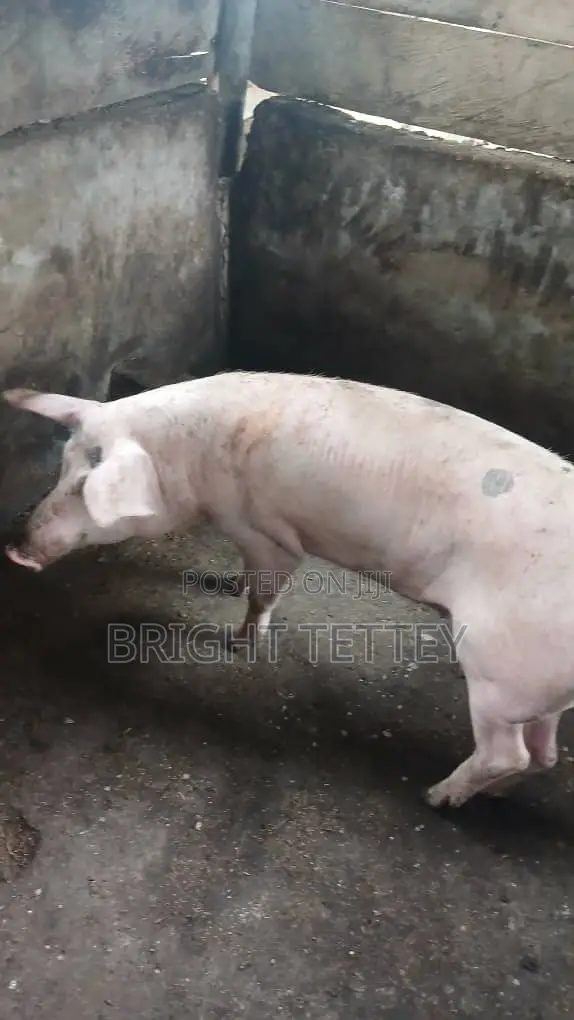 Farm Animals