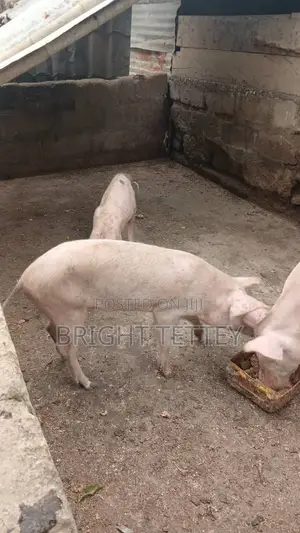 Farm Animals