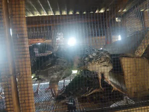 2months Old Turkeys