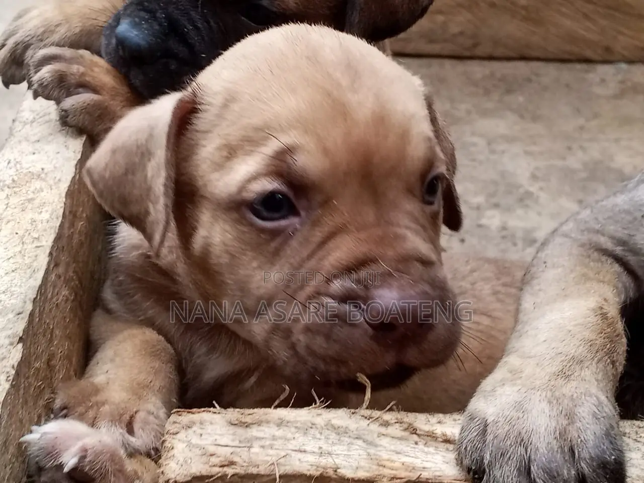 0-1 month Female Purebred Boerboel