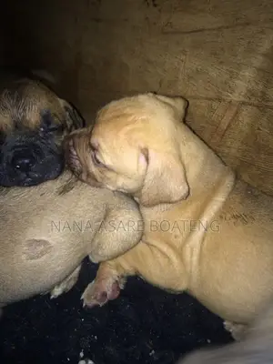 0-1 month Female Purebred Boerboel