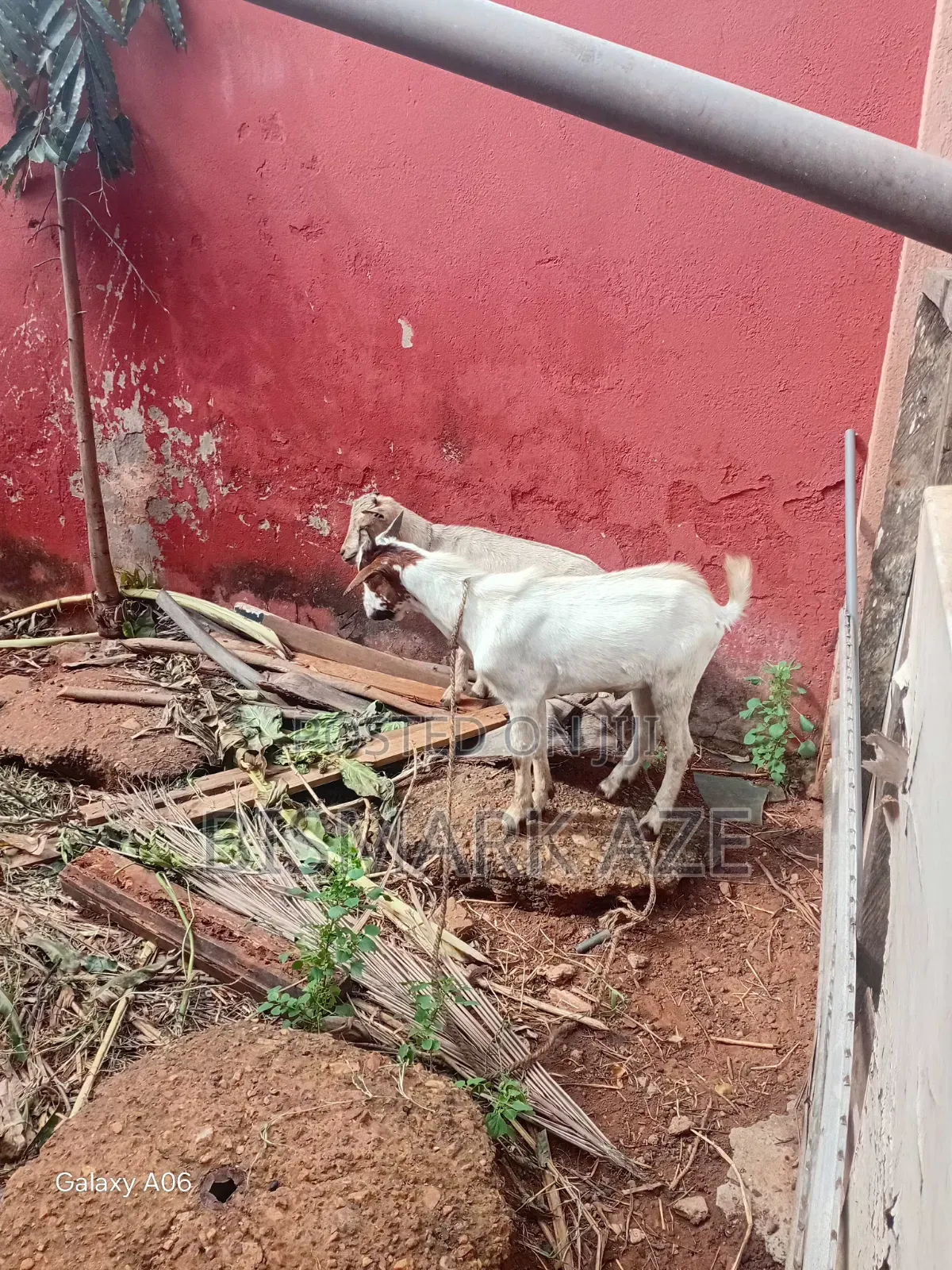 2 Healthy Male Goats