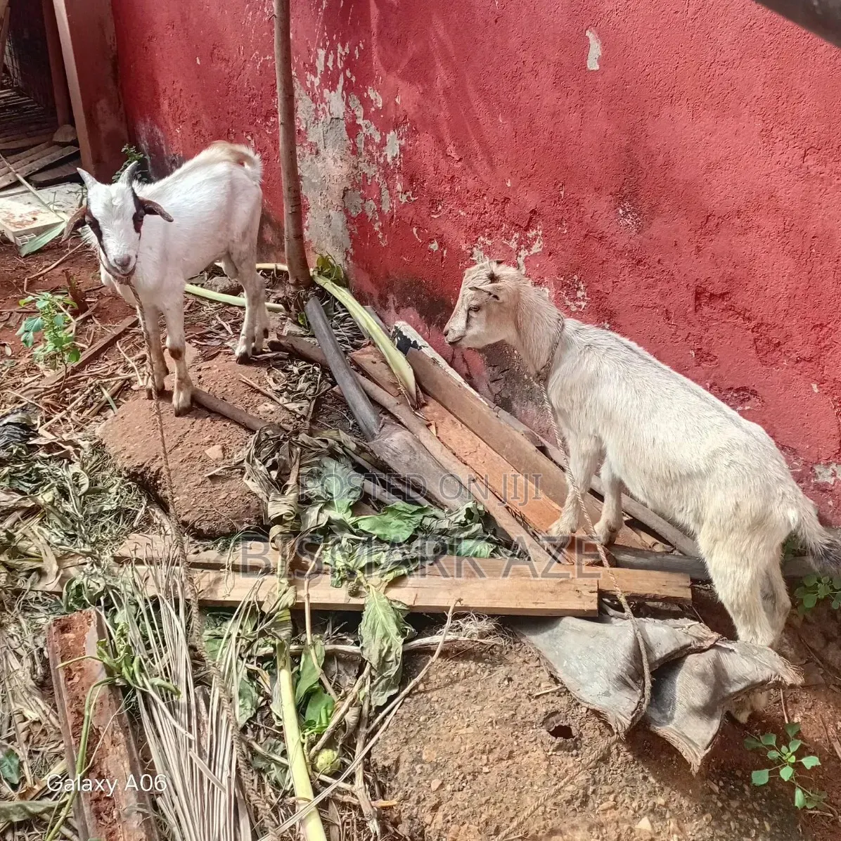 2 Healthy Male Goats