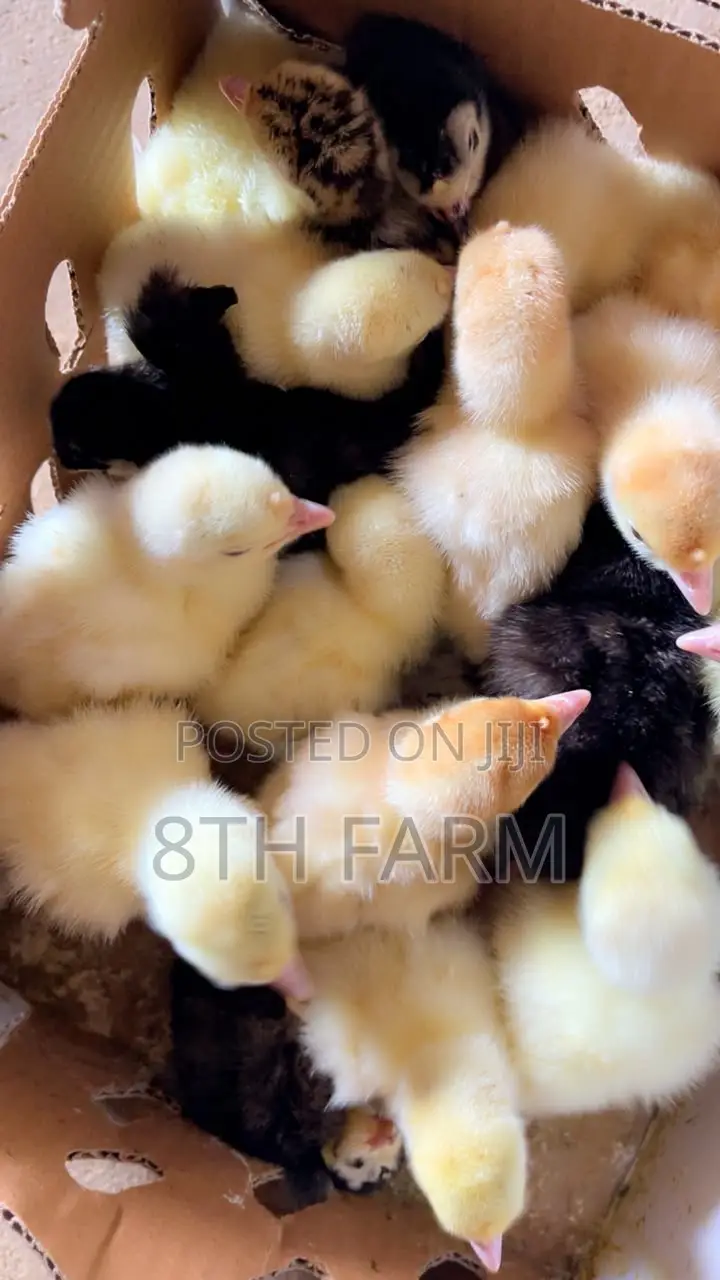 Fast Growing Day Old Turkey Breed Foreign Bbw|Bbw