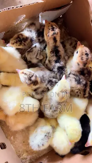 Fast Growing Day Old Turkey Breed Foreign Bbw|Bbw