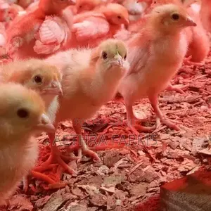 Day Old Chicks